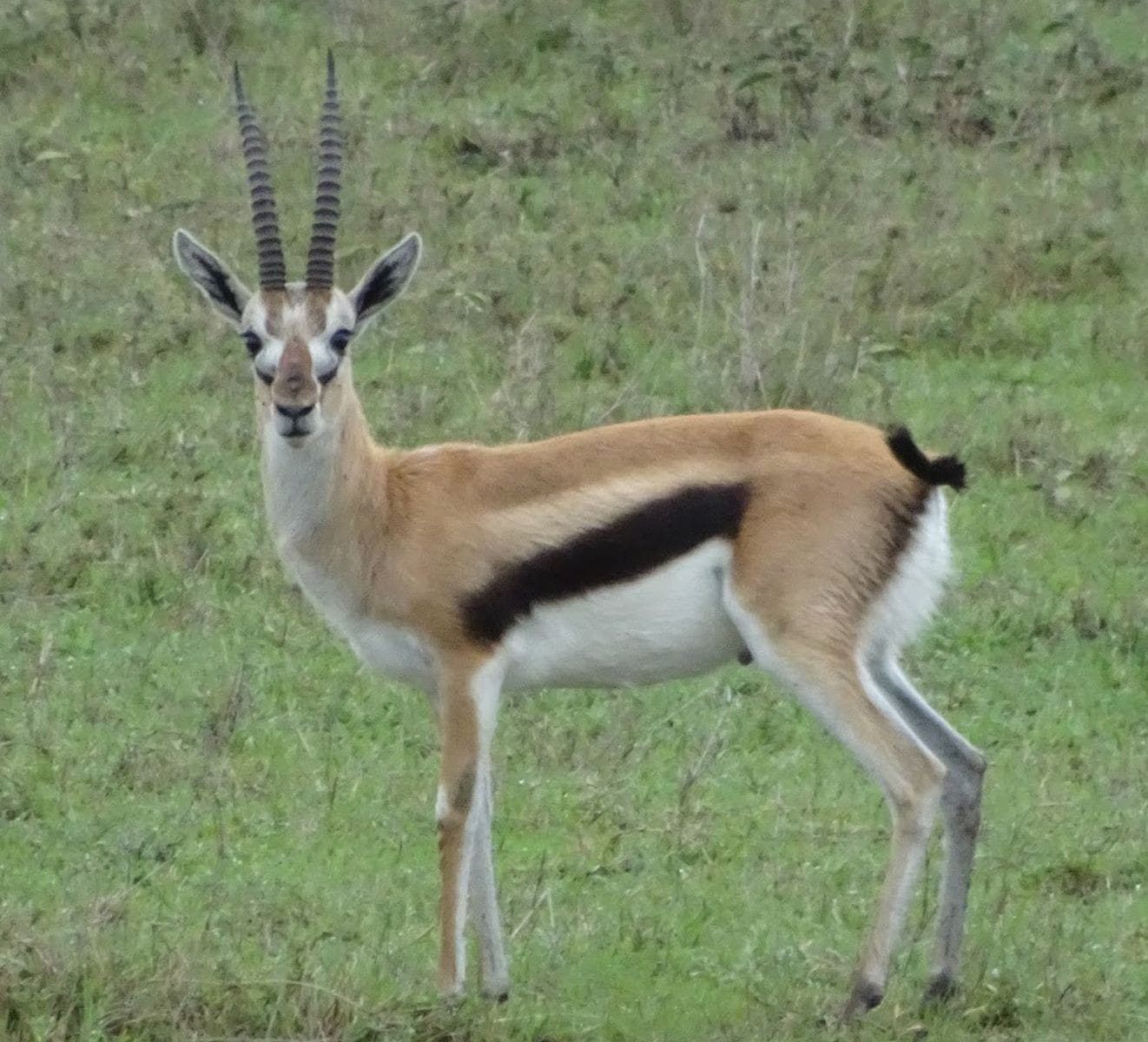 This is a cheetah's fast food. Thomson's gazelles are quick and give cheetahs a good challenge to catch their meals.